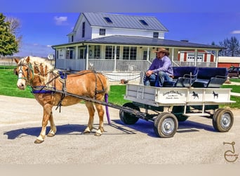 Haflinger, Caballo castrado, 16 años, 137 cm, Palomino