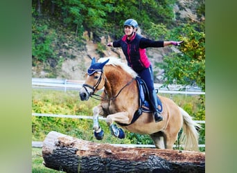 Haflinger, Caballo castrado, 16 años, 147 cm, Alazán