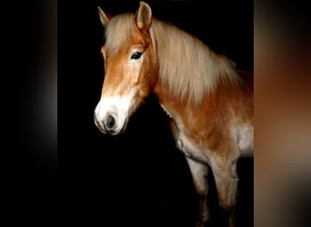 Haflinger, Caballo castrado, 16 años, 147 cm