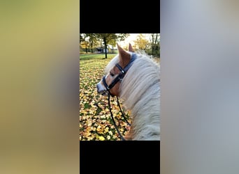Haflinger, Caballo castrado, 16 años, 148 cm