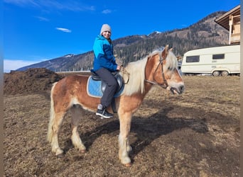 Haflinger, Caballo castrado, 16 años, 150 cm