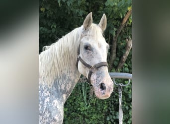 Haflinger, Caballo castrado, 16 años, 150 cm