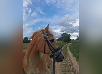 Haflinger Mestizo, Caballo castrado, 16 años, 156 cm, Alazán