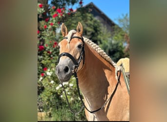 Haflinger Mestizo, Caballo castrado, 16 años, 156 cm, Alazán