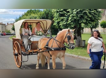 Haflinger, Caballo castrado, 16 años