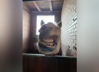 Haflinger, Caballo castrado, 17 años, 145 cm