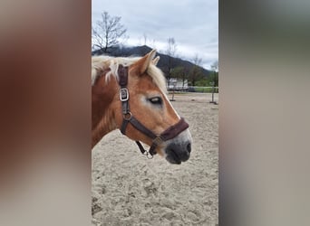 Haflinger, Caballo castrado, 17 años, 145 cm