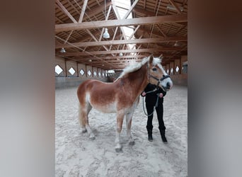 Haflinger, Caballo castrado, 17 años, 145 cm