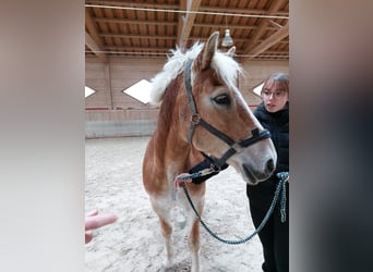 Haflinger, Caballo castrado, 17 años, 145 cm