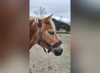 Haflinger, Caballo castrado, 17 años, 145 cm