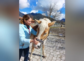 Haflinger, Caballo castrado, 17 años, 145 cm