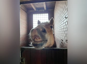 Haflinger, Caballo castrado, 17 años, 145 cm