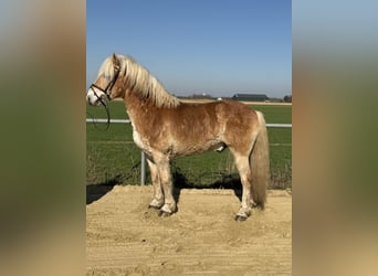 Haflinger, Caballo castrado, 18 años, 140 cm, Palomino