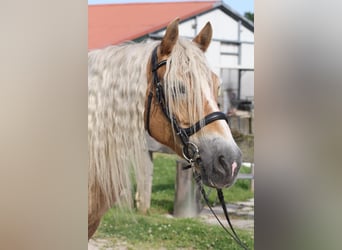 Haflinger, Caballo castrado, 18 años, 150 cm, Bayo