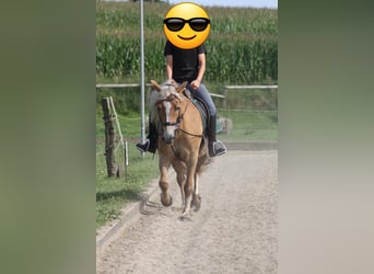 Haflinger, Caballo castrado, 18 años, 150 cm, Bayo