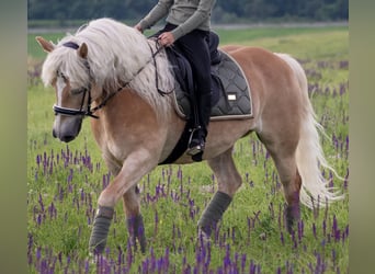 Haflinger, Caballo castrado, 18 años, 150 cm
