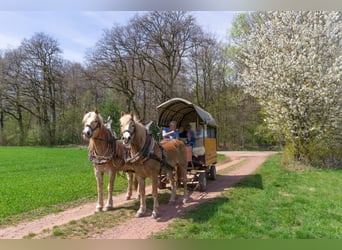 Haflinger, Caballo castrado, 18 años, 154 cm, Alazán