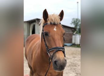 Haflinger Mestizo, Caballo castrado, 19 años, 153 cm, Alazán