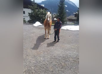 Haflinger, Caballo castrado, 19 años, 156 cm, Alazán