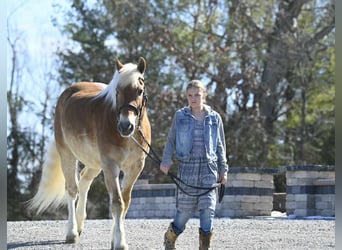 Haflinger, Caballo castrado, 19 años, Alazán rojizo