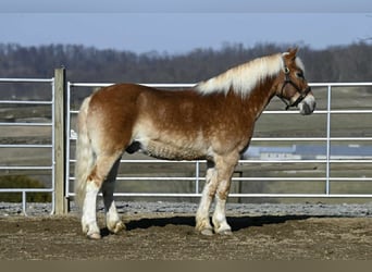 Haflinger, Caballo castrado, 19 años, Alazán rojizo