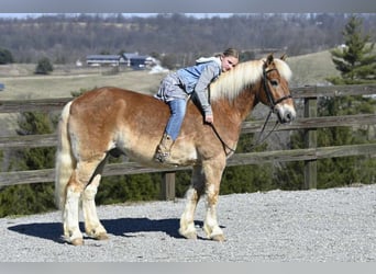 Haflinger, Caballo castrado, 19 años, Alazán rojizo