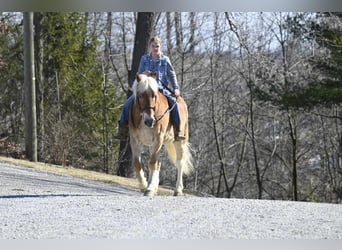 Haflinger, Caballo castrado, 19 años, Alazán rojizo