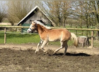 Haflinger, Caballo castrado, 1 año, 145 cm, Alazán