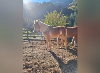 Haflinger, Caballo castrado, 1 año, 145 cm, Palomino
