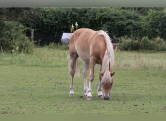 Haflinger, Caballo castrado, 1 año, 146 cm, Alazán