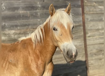 Haflinger, Caballo castrado, 1 año, 147 cm