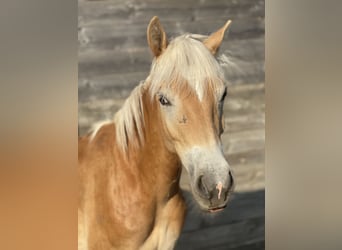 Haflinger, Caballo castrado, 1 año, 147 cm