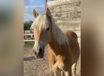 Haflinger, Caballo castrado, 1 año, 147 cm