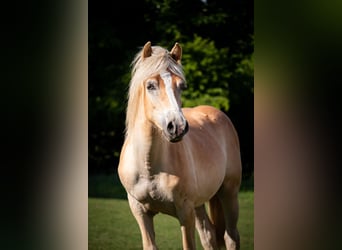 Haflinger, Caballo castrado, 1 año, 149 cm, Alazán