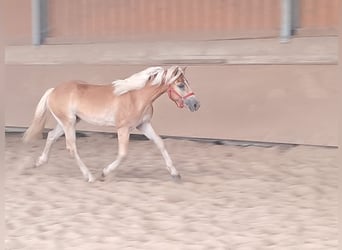 Haflinger, Caballo castrado, 1 año, 155 cm, Alazán