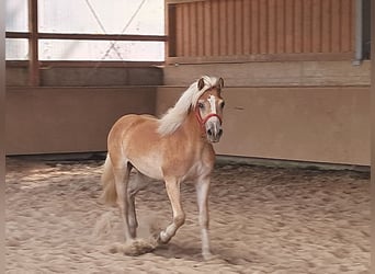 Haflinger, Caballo castrado, 1 año, 155 cm, Alazán