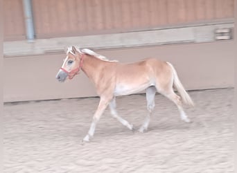 Haflinger, Caballo castrado, 1 año, 155 cm, Alazán