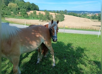 Haflinger, Caballo castrado, 1 año, Alazán-tostado