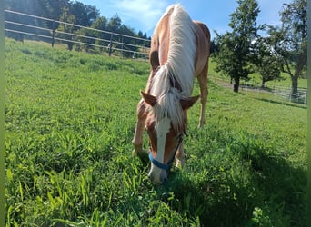 Haflinger, Caballo castrado, 1 año, Alazán-tostado