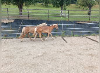 Haflinger, Caballo castrado, 1 año, Alazán-tostado