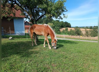 Haflinger, Caballo castrado, 1 año, Alazán-tostado