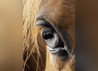 Haflinger Mestizo, Caballo castrado, 20 años, 148 cm, Alazán