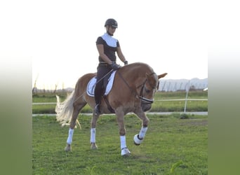 Haflinger, Caballo castrado, 21 años, 155 cm, Palomino