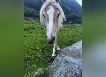Haflinger, Caballo castrado, 2 años, 140 cm, Alazán