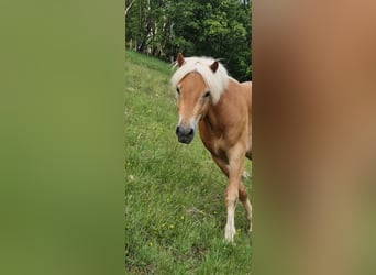 Haflinger, Caballo castrado, 2 años, 143 cm, Alazán