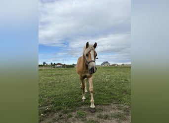 Haflinger, Caballo castrado, 2 años, 145 cm, Alazán