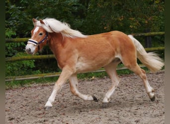 Haflinger, Caballo castrado, 2 años, 145 cm