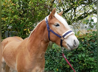 Haflinger, Caballo castrado, 2 años, 145 cm