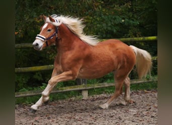 Haflinger, Caballo castrado, 2 años, 145 cm