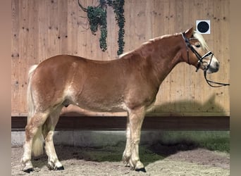Haflinger, Caballo castrado, 2 años, 148 cm, Alazán